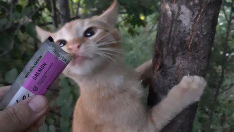 Feral Support .
